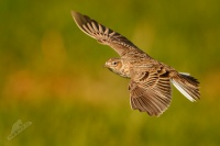 Skrivan polni - Alauda arvensis - Sky Lark 1521
